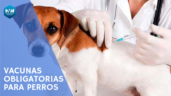 Vacunas perros obligatorias cuáles son y su - HV Majadahonda