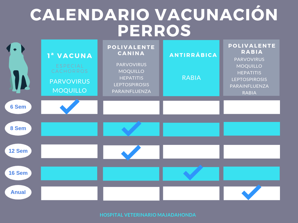 Vacunas para perros obligatorias cuáles son y su calendario. HV